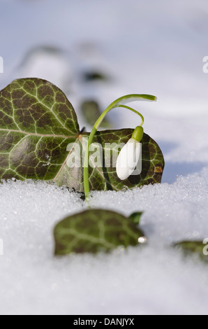 Gemeinsame Schneeglöckchen (Galanthus nivalis) und gemeinsame Efeu (Hedera helix) Stockfoto