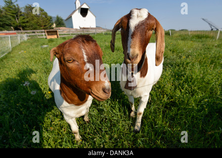 Ziegen in einem Stift mit einem elektrischen Zaun auf einer Farm in Oregon Wallowa Valley. Stockfoto