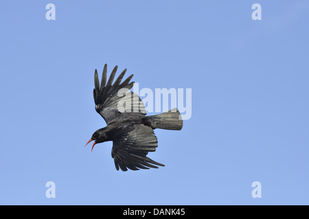 Alpenkrähe Pyrrhocorax pyrrhocorax Stockfoto