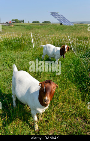 Ziegen in einem Stift mit einem elektrischen Zaun auf einer Farm in Oregon Wallowa Valley. Stockfoto