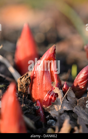 Scarlet Pfingstrose (paeonia Peregrina) Stockfoto