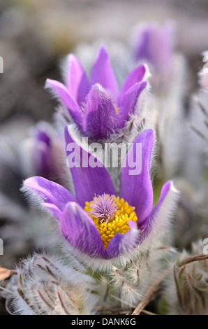 Feder Pasque flower (pulsatilla Vernalis) Stockfoto