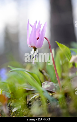 Der Hund Zahn Violett (erythronium dens-canis) Stockfoto