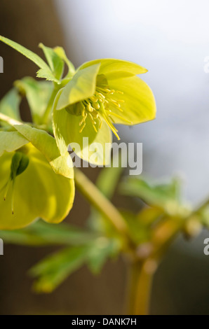 Duftende Nieswurz (Helleborus odorus) Stockfoto