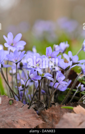 Kommunalanleihen (hepatica nobilis) Stockfoto