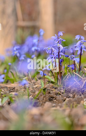 Sibirische Blausterne (Scilla siberica) Stockfoto