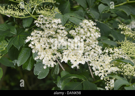 Elder Sambucus Nigra, Caprifoliaceae Stockfoto