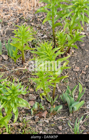 Kaiserkrone (fritillaria imperialis) Stockfoto