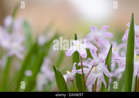 Forbes' Herrlichkeit der Schnee (chionodoxa forbesii 'Pink giant' syn. scilla forbesii 'Pink giant') Stockfoto