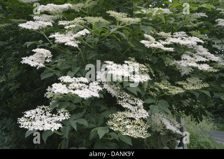 Elder Sambucus Nigra, Caprifoliaceae Stockfoto