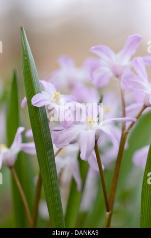 Forbes' Herrlichkeit der Schnee (chionodoxa forbesii 'Pink giant' syn. scilla forbesii 'Pink giant') Stockfoto