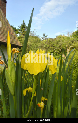 GELBE IRIS Iris Pseudacorus (Iridaceae) Stockfoto