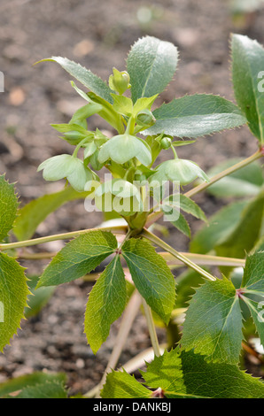 Korsische Nieswurz (Helleborus argutifolius) Stockfoto