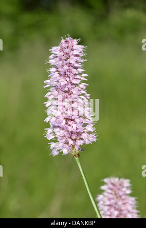 GEMEINSAME BISTORT Persicaria Bistorta (Knie) Stockfoto