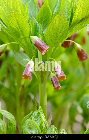 Bilsenkraut Bell (Scopolia carniolica Syn. hyoscyamus scopolia) Stockfoto