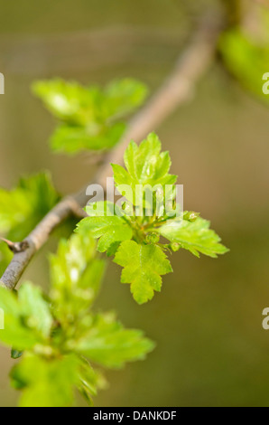 Midland Weißdorn (Crataegus laevigata) Stockfoto