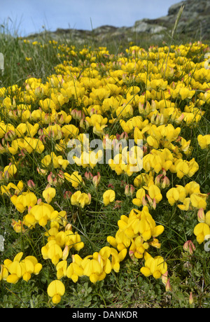 GEMEINSAMEN Vogels FOOT TREFOIL Lotus Corniculatus (Fabaceae) Stockfoto