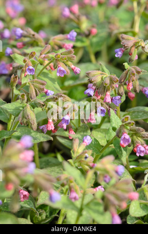 Gemeinsame lungenkraut (Pulmonaria officinalis) Stockfoto