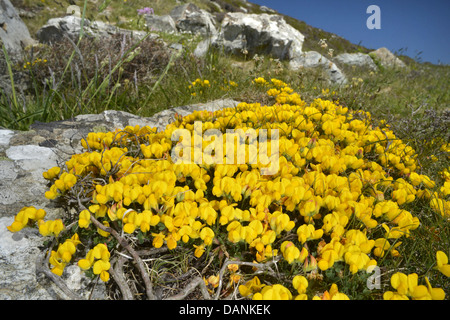 GEMEINSAMEN Vogels FOOT TREFOIL Lotus Corniculatus (Fabaceae) Stockfoto