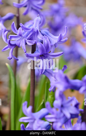 Gemeinsame Hyazinthe (Hyacinthus orientalis) Stockfoto