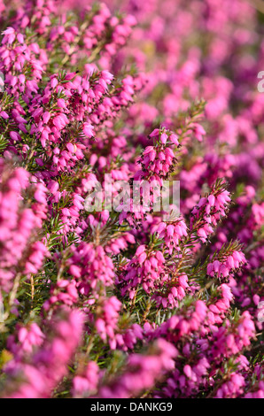 Winter Heidekraut (Erica Dryas yretoun 'Ruby' syn. Erica herbacea bin yretoun Ruby') Stockfoto