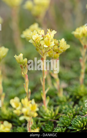 Saxifrage (Saxifraga marginata var. rocheliana) Stockfoto