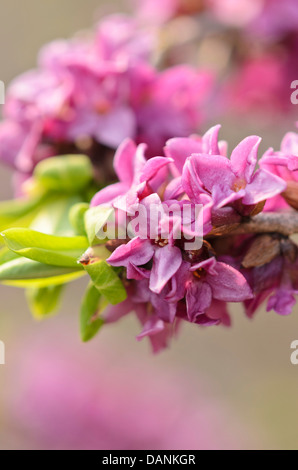 Februar Daphne (Daphne mezereum) Stockfoto