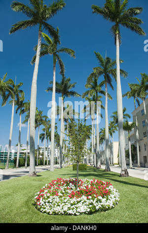 ROYAL PALM BÄUME ROYAL PALM WEG PALM BEACH FLORIDA USA Stockfoto