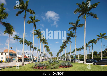 PALM BÄUME ROYAL POINCIANA WEG PALM BEACH FLORIDA USA Stockfoto