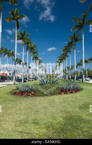 PALM BÄUME ROYAL POINCIANA WEG PALM BEACH FLORIDA USA Stockfoto