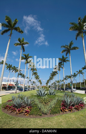 PALM BÄUME ROYAL POINCIANA WEG PALM BEACH FLORIDA USA Stockfoto