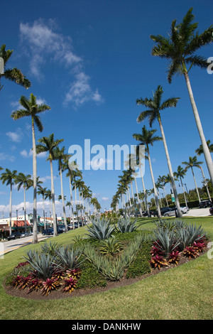 PALM BÄUME ROYAL POINCIANA WEG PALM BEACH FLORIDA USA Stockfoto