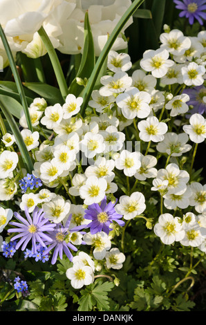 Saxifrages (Saxifraga) und griechische Cuneata (Anemone blanda) Stockfoto