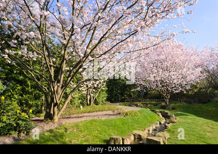 Herbst Kirsche (Prunus subhirtella) Stockfoto