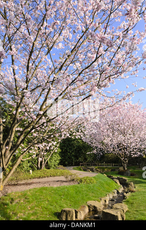 Herbst Kirsche (Prunus subhirtella) Stockfoto