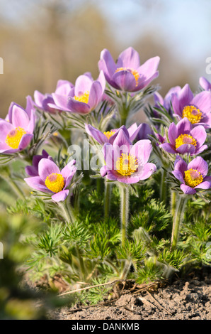 Common Pasque flower (pulsatilla vulgaris) Stockfoto