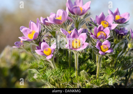 Common Pasque flower (pulsatilla vulgaris) Stockfoto