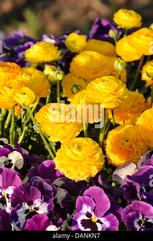 Turban Hahnenfuß (Ranunculus asiaticus) und Veilchen (Viola) Stockfoto