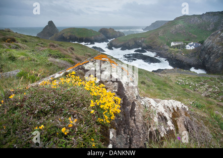 Hairy Greenweed - Genista Pilosa Kynance Cove, Cornwall Stockfoto