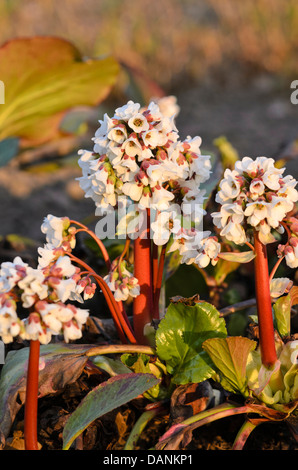 Herz Blatt bergenia (Bergenia cordifolia) Stockfoto