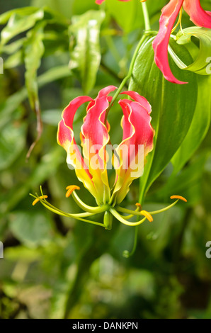 Herrlichkeit Lily (gloriosa superba) Stockfoto