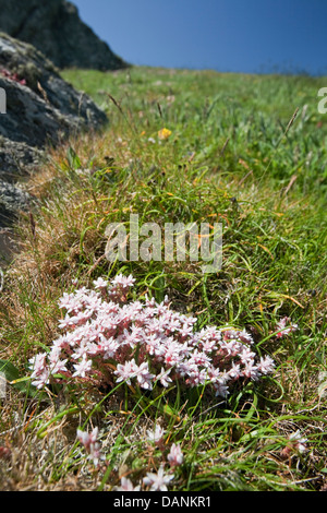 ENGLISCHE FETTHENNE Sedum Anglicum (Crassulaceae) Stockfoto