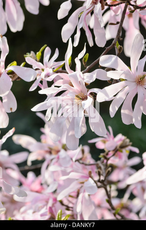 Magnolia (Magnolia x loebneri 'leonard Messel') Stockfoto