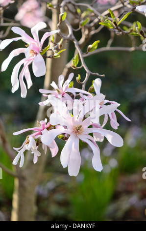 Magnolia (Magnolia x loebneri 'leonard Messel') Stockfoto