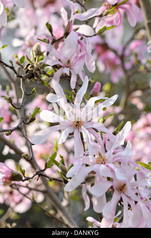 Magnolia (Magnolia x loebneri 'leonard Messel') Stockfoto