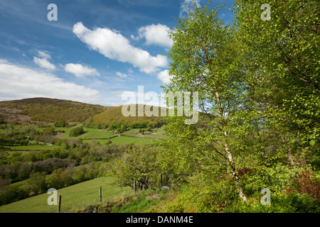 Downy Birke Betula Pubescens Betulaceae Gilfach Farm Nature Reserve, Radnorshire, Wales Stockfoto