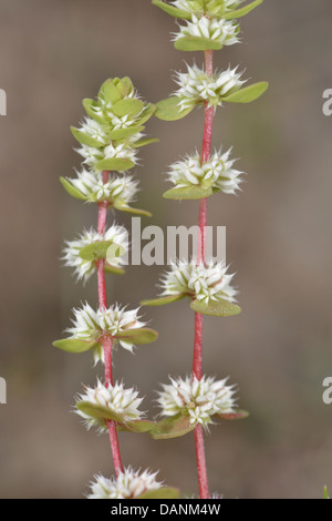 Korallen-Kette Illecebrum Verticillatum (Prostata) Stockfoto