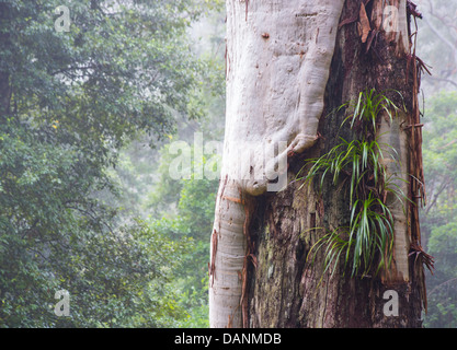 Lomandra Grass SP. wächst als Epiphyt auf einer Eukalyptus-Baum im Watagans National Park, Australien Stockfoto