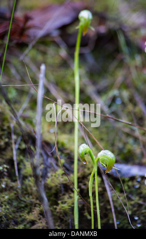 Nicken Pterostylis Orchideen (Pterostylis Nutans) im Watagans National Park, NSW, Australien Stockfoto