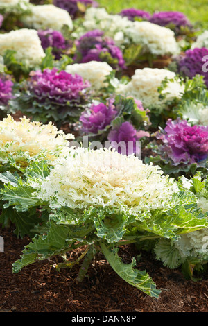 Weiße und violette Köpfe von ornamentalen Kale in ein Gartenbeet. Stockfoto